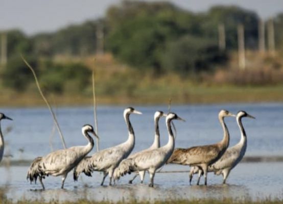 खैरागढ़&ndash;राजनांदगांव बना देश का उभरता बर्ड हॉटस्पॉट: 296 प्रजातियों का हुआ वैज्ञानिक दस्तावेजीकरण, 58 के प्रजनन की पुष्टि