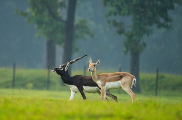बारनवापारा अभयारण्य बना काले हिरण पुनरुद्धार की नई मिसाल, प्रधानमंत्री मोदी ने &lsquo;मन की बात&rsquo; में की सराहना