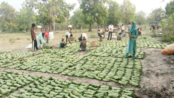 तेंदूपत्ता सीजन-2026 : हड़ताल की आशंका के बीच सरकार का बड़ा फैसला, तीन माह के लिए एस्मा लागू