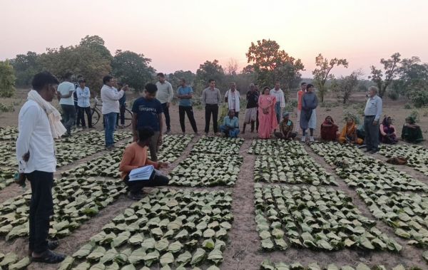 तेन्दूपत्ता संग्राहकों को बड़ी सौगात, 10 हजार से अधिक हितग्राहियों के खातों में पहुंची बोनस राशि