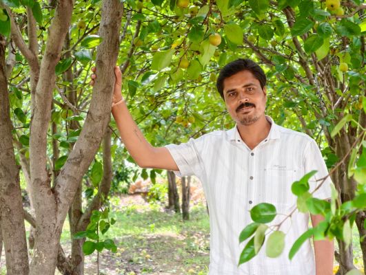 मैनपाट में नाशपाती की खेती बनी मुनाफे का सौदा, किसान ने लिखी सफलता की नई कहानी