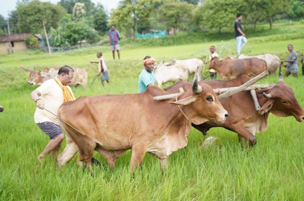 गृहग्राम बगिया में सुबह-सुबह खेत पहुंचे मुख्यमंत्री, बैलों के साथ हल चलाकर की बियासी,&nbsp;कहा