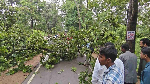 गरियाबंद में NH-130C पर गिरा विशालकाय पेड़, दोनों ओर वाहनों की लंबी कतार से लगा जाम